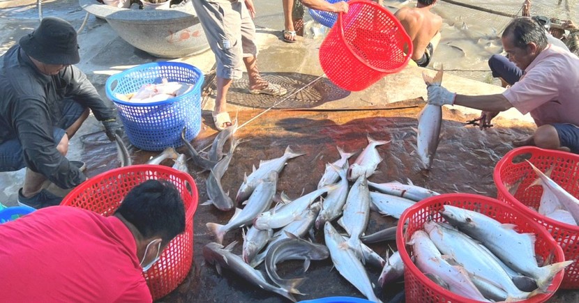 Nuôi cá dứa, nông dân vùng Cần Giờ nhà nào cũng giàu