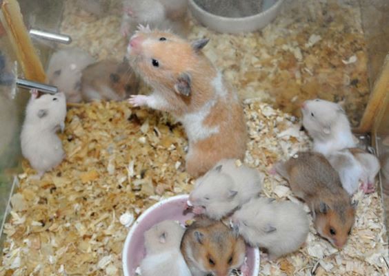 Video: Cận cảnh quá trình phát triển của chuột hamster  