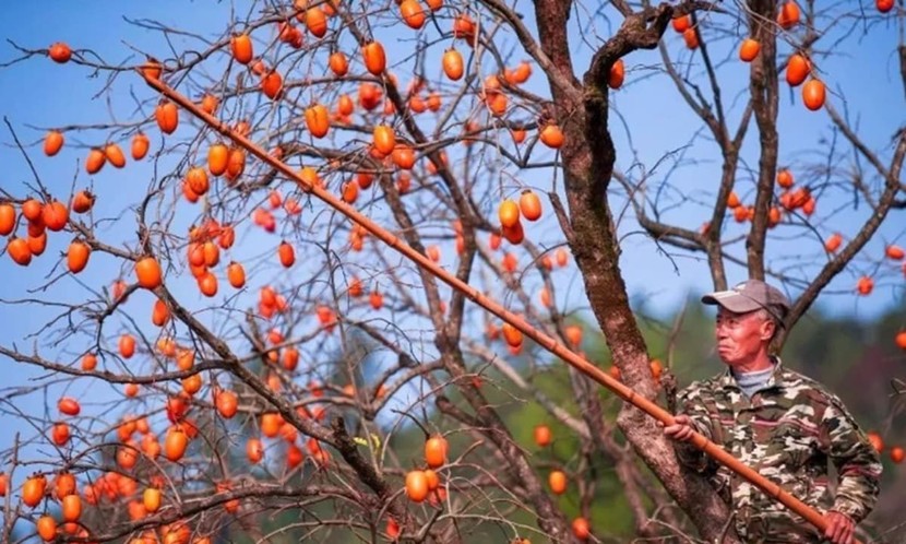 Cây hồng có phải là "cây ác"? 