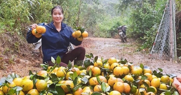 Thủ phủ cam Hà Tĩnh vào vụ thu hoạch, nông dân "đếm quả tính tiền"