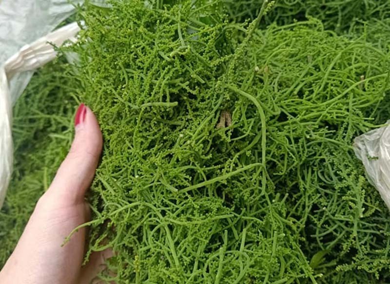 Món rau lạ trên rừng về thủ đô, 200 nghìn/kg vẫn "cháy hàng"