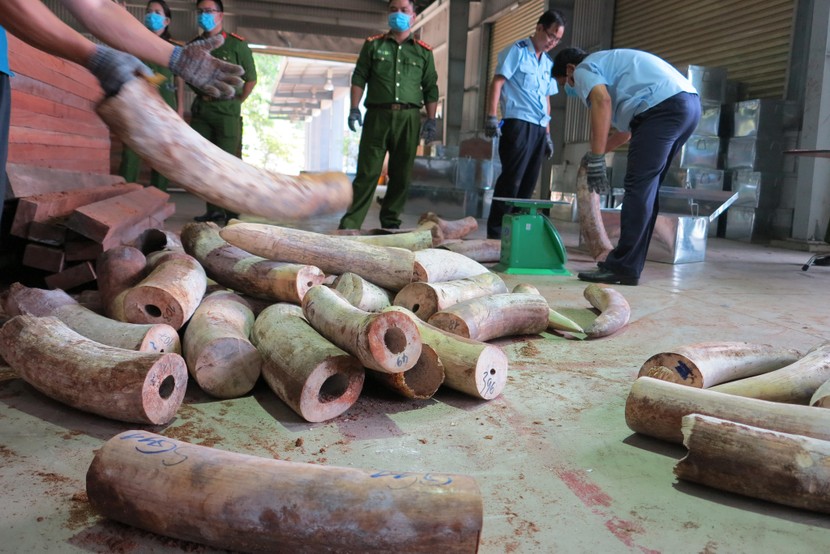 Đà Nẵng bắt 9,1 tấn nghi ngà voi cất giấu tinh vi