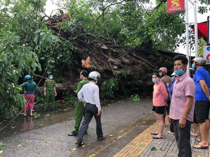 1 người chết vì bị cây đa hơn 200 tuổi đổ đè lên