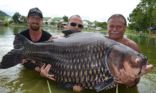 Bắt được cá chép “khổng lồ” nặng hơn 100 kg