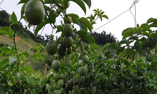 Mê mẩn những giàn chanh leo sai trĩu trịt như nho ở Vân Hồ 