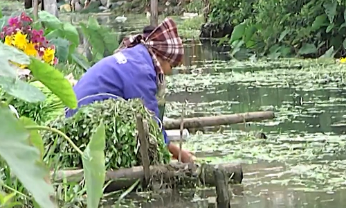 Kinh hoàng người Hà Nội ăn rau rửa bằng nước thải