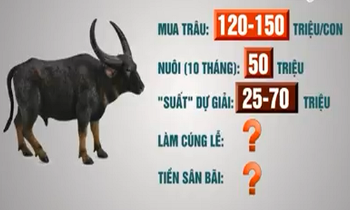 Chủ trâu chọi ở Đồ Sơn phải đầu tư bao nhiêu tiền?