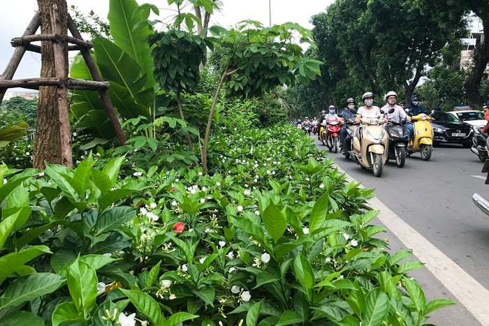 Cận cảnh hàng hoa nhài trồng dọc đường đi bộ ven sông Tô Lịch