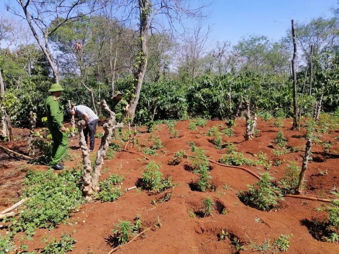 "Nông trại” 1.500 cây cần sa ở Đắk Lắk: Xử “ông trùm” 3 năm tù?