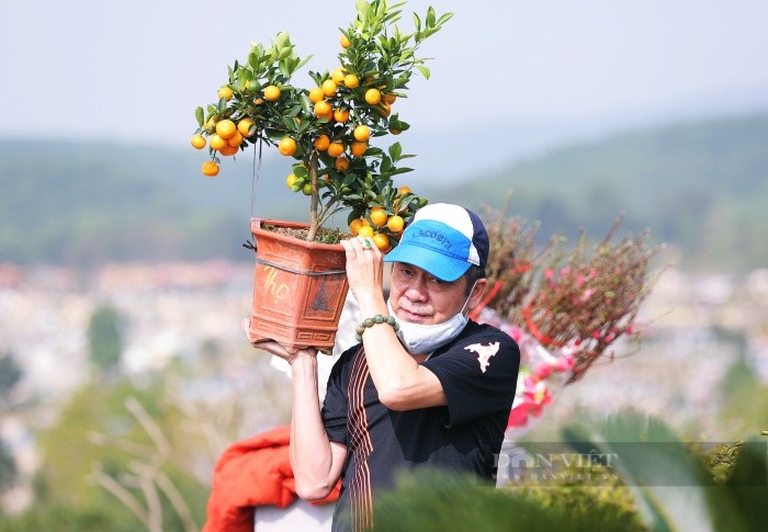 Sợ “tắc đường”, người Hà Nội mang đào quất đi tảo mộ sớm