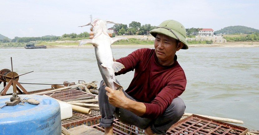  Nuôi thủy quái trong lồng ở sông Lô mà thu hơn nửa tỷ/năm