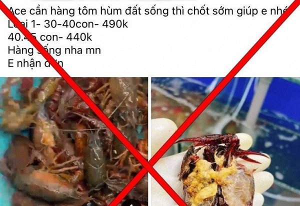  Tôm hùm đất nguy hại được rao bán tràn lan tiền triệu