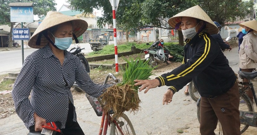 Nhổ lúa non bán như rau, nông dân 'bỏ túi' cả trăm ngàn đồng mỗi ngày