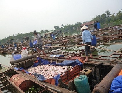 Cá chết trắng sông, người dân mất hàng tỷ đồng