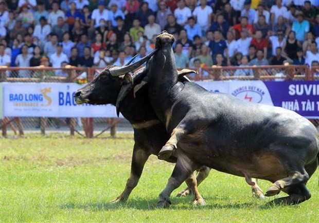 Tết Tân Sửu 2021: Nhìn lại những thế võ dũng mãnh trâu chọi Đồ Sơn