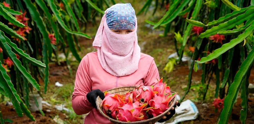 Trồng thanh long ruột đỏ, mỗi sáng đi bộ quanh vườn có ngay tiền triệu