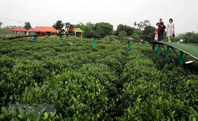 Thái Nguyên phát triển du lịch gắn với văn hóa chè