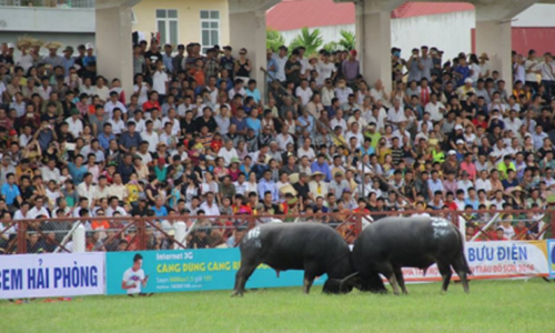 19/31 trâu chọi Đồ Sơn âm tính với chất kích thích