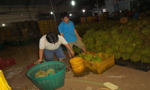 Công an mật phục, bắt quả tang tẩm hóa chất cho sầu riêng