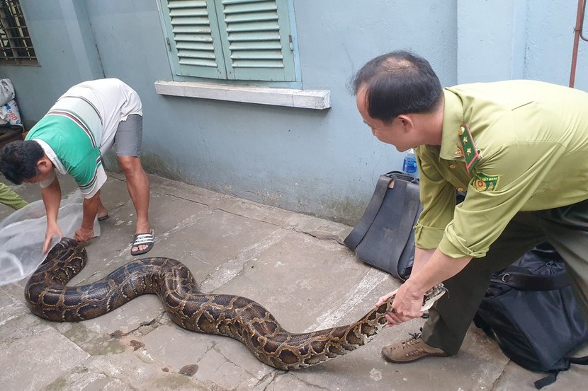 Soi trăn đất quý hiếm khổng lồ TP.HCM vừa thả về tự nhiên