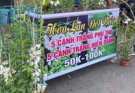 Mất hơn 4 tỷ đồng một tháng vì lan đột biến