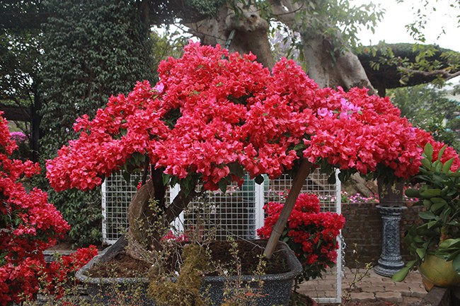 Bonsai hoa giấy Thái Lan hồng rực, giá chục triệu vẫn hút khách Hà thành