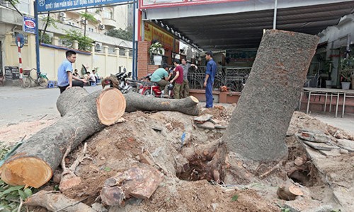 Sở Xây dựng HN phải trả lời báo chí chuyện chặt cây