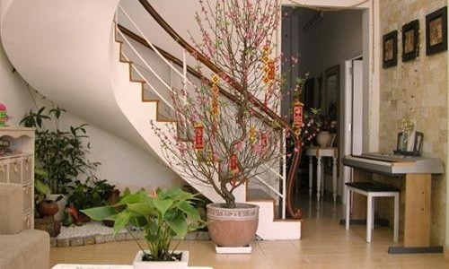 Trang trí nhà đẹp ngày Tết với những cây tài lộc