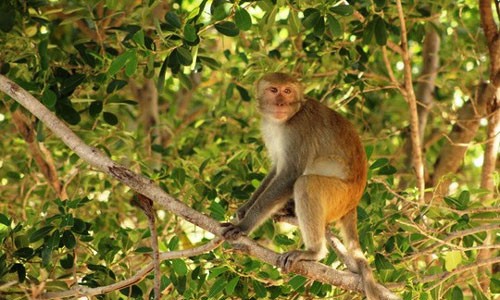 Khỉ tràn xuống làng phá hoa màu