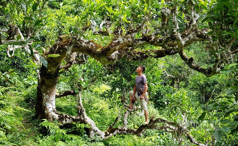 Kho báu cổ của người Mông ẩn mình trong thiên đường mây