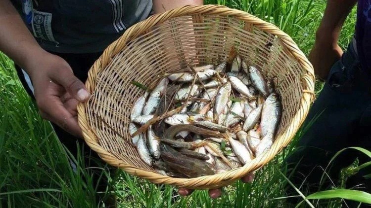 Lluvia de Peces - Trận mưa cá bí ẩn chưa lời đáp ở Honduras