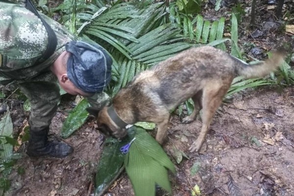 Colombia: 4 đứa trẻ sống sót thần kỳ sau 14 ngày lạc trong rừng