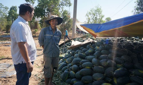 Làm luật trên ruộng dưa