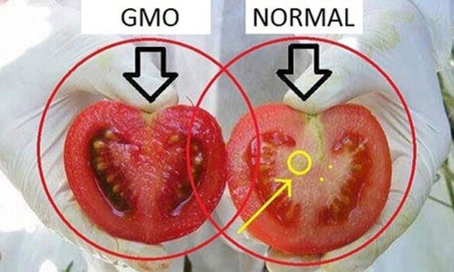 Cách phân biệt cà chua biến đổi gen và cà chua thường cực dễ