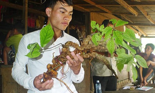 Sâm Ngọc Linh 100 tuổi: 4 đại gia chồng tiền tỷ không mua nổi