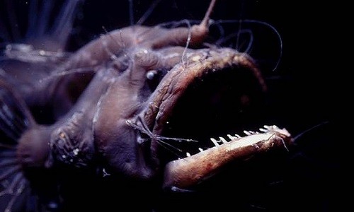 Đời sống tình dục kỳ quái của cá quỷ Anglerfish