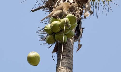 Những thứ quanh ta gây chết người nhiều hơn cá mập (2)