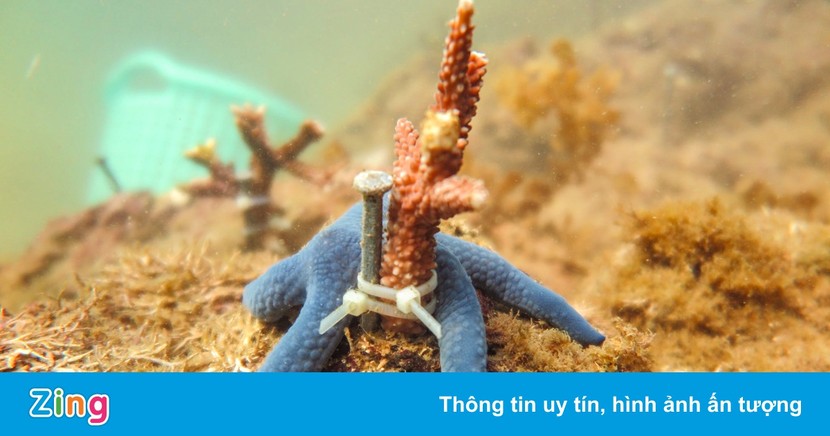 Ảnh độc: Xem chuyên gia cấy ghép, phục hồi san hô trên vịnh Nha Trang