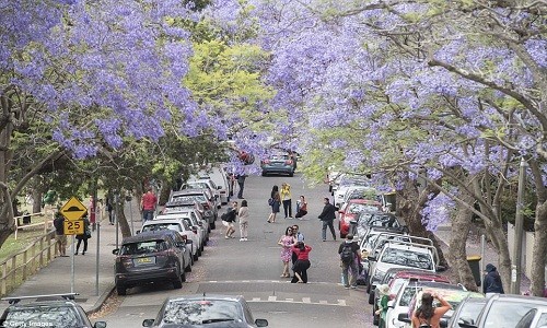 Phượng tím ở Australia bừng nở hút hồn du khách