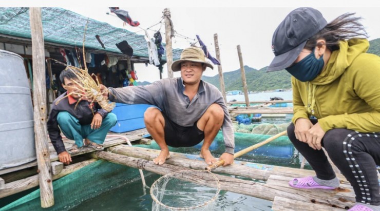 Đã rõ lý do tôm hùm bông Việt Nam sang Trung Quốc bị ách tắc