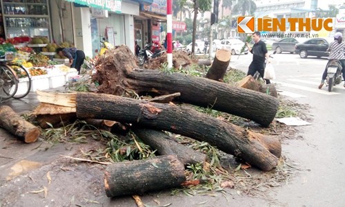 HN chặt cây xanh: “Làm cho khốc hại chẳng qua vì… tiền”?