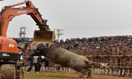 Ảnh: Dùng máy xúc kéo “ông Cầu” thua trận ra khỏi hội chọi trâu