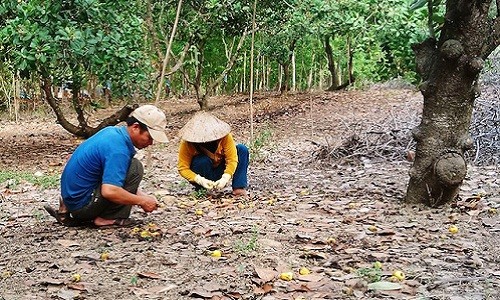 Cây tỷ đô rụng quả hàng loạt, nông dân mất hàng trăm triệu 