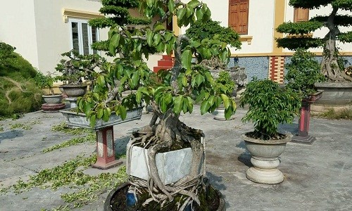 Mỏi mắt ngắm bonsai có rễ cây cực nghệ thuật