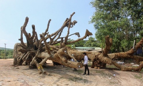 Lộ diện nam thanh niên trẻ tuổi sở hữu 3 cây “quái thú”