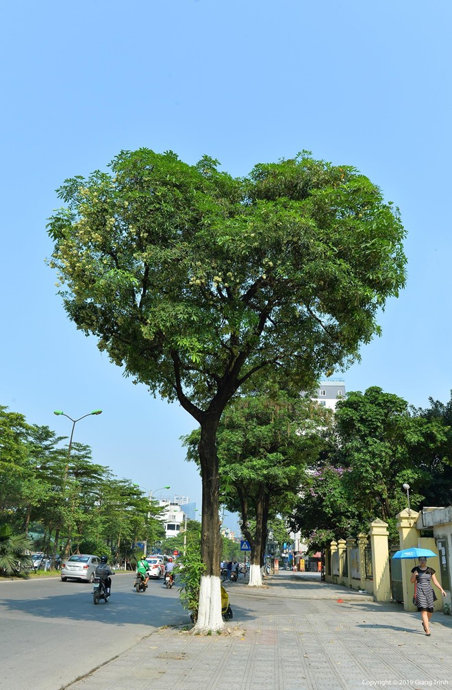 Cây hoa sữa hình trái tim gây 'sốt' tại Hà Nội