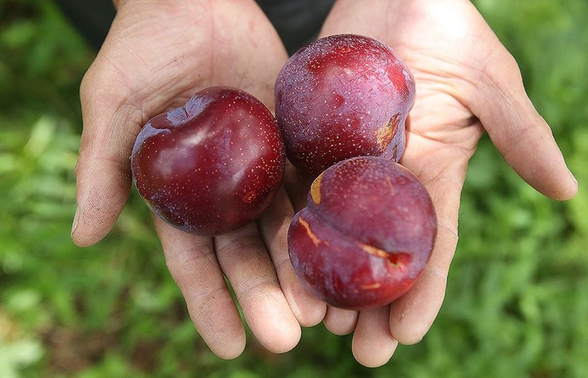 Loại mận Việt sốt “rần rần”... đắt ngang nho Mỹ, đặc biệt thế nào?