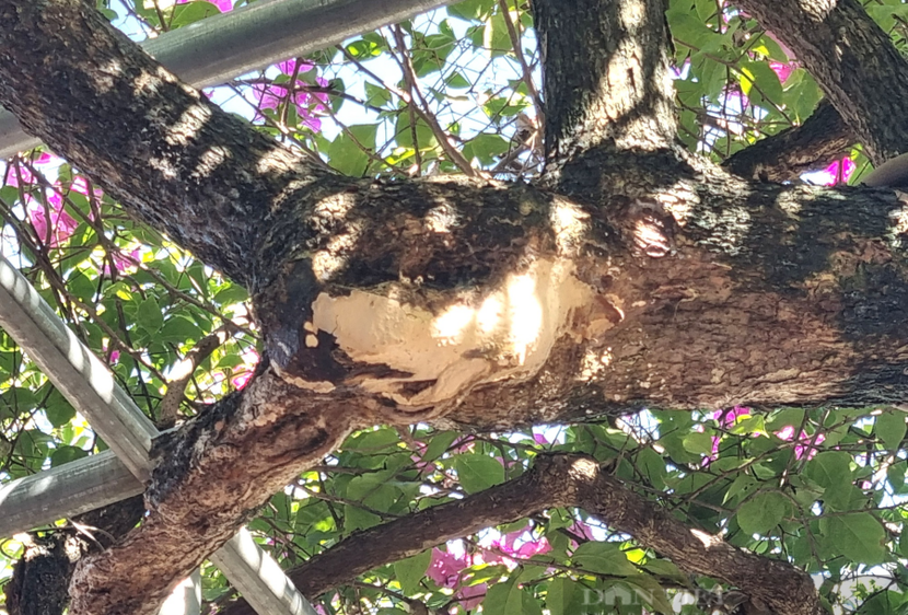 Ngỡ ngàng cây leo rào thành bonsai giá trăm triệu