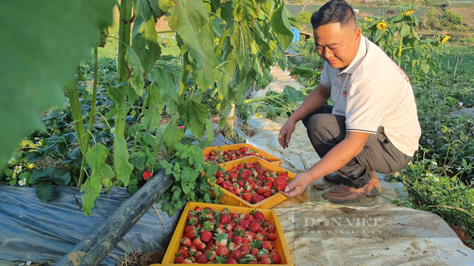 Trồng thứ quả chín đỏ gốc, hái mỏi tay mỗi ngày thành tỷ phú