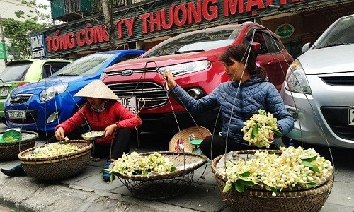 Hoa bưởi xuống phố, mỗi chùm hoa đắt ngang bát phở